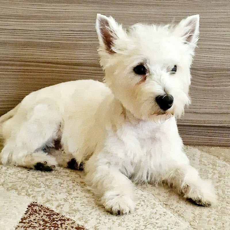 Pelo e Contropelo - Foto 1