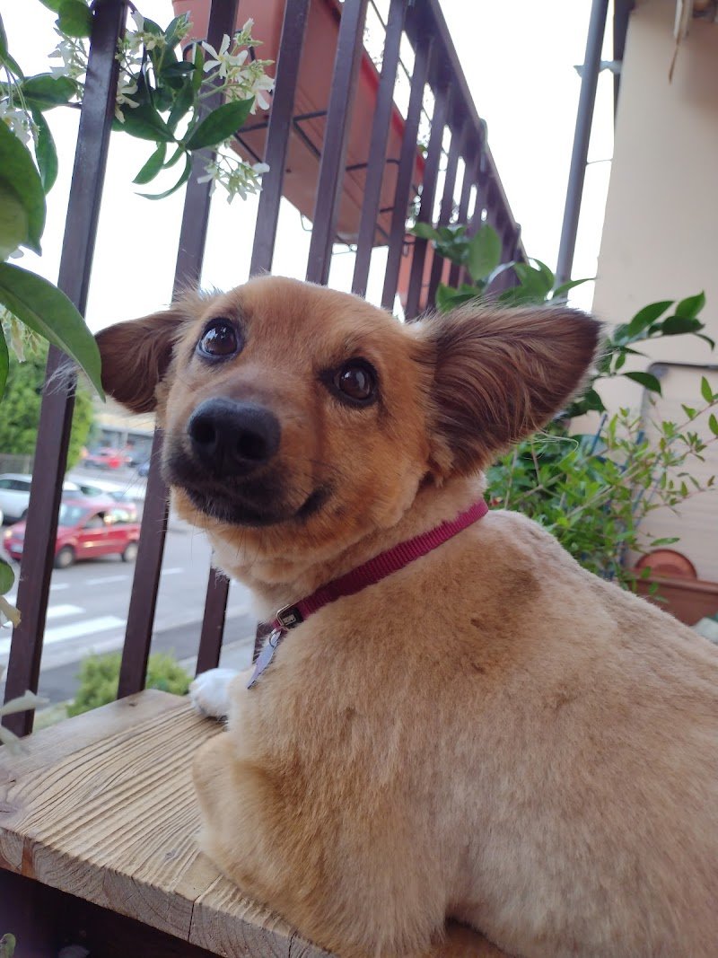 Pelo e Contropelo - Foto 2