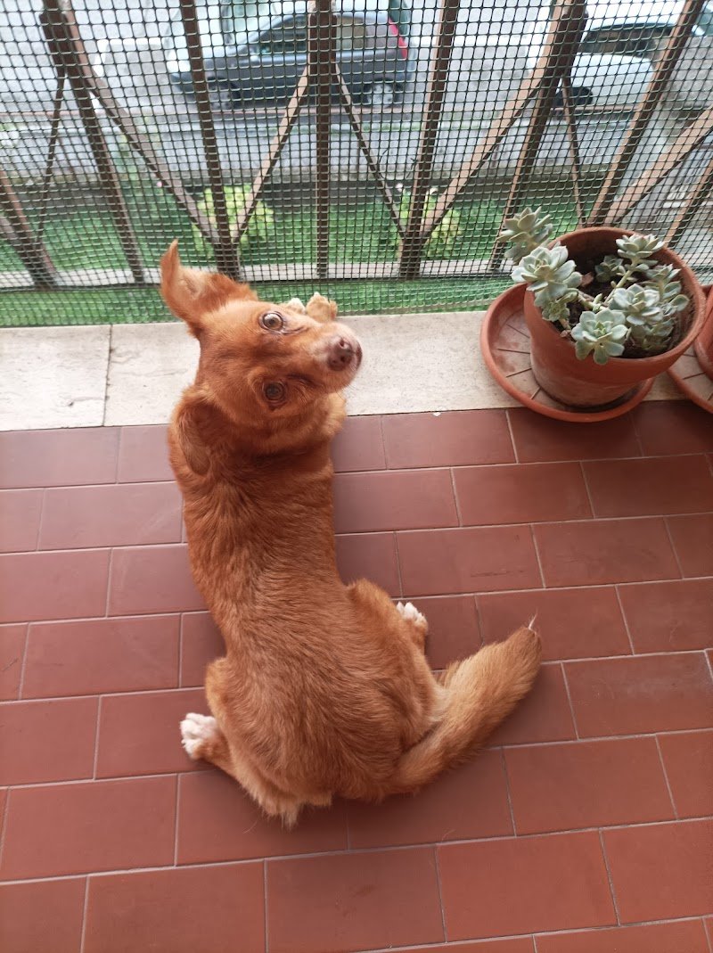 Pelo e Contropelo - Foto 4