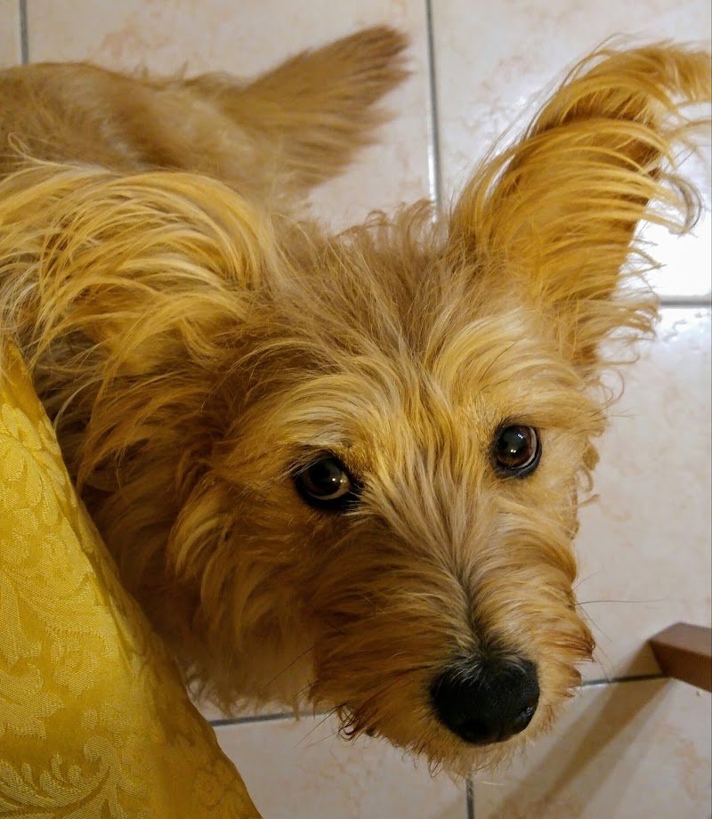 Pelo e Contropelo - Foto 5