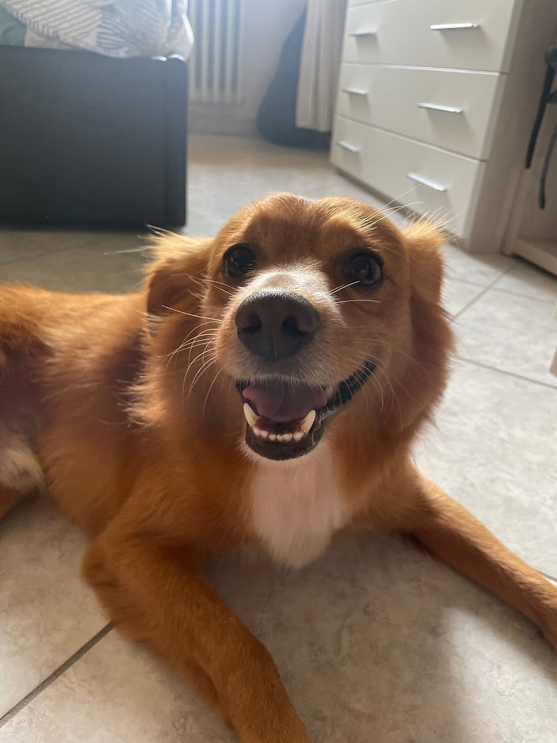 Pelo E Contropelo Toelettatura - Foto 1