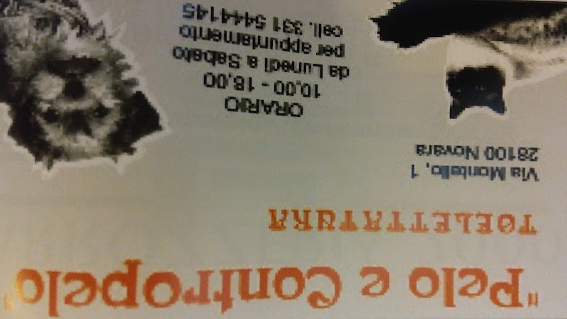 Pelo E Contropelo Toelettatura - Foto 2