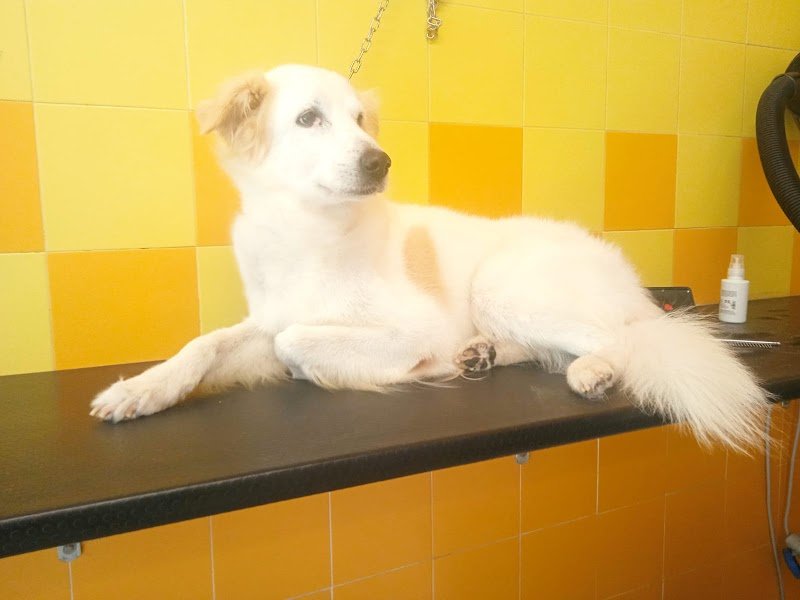 Pelo Matto Di Montebelli Marco - Foto 1