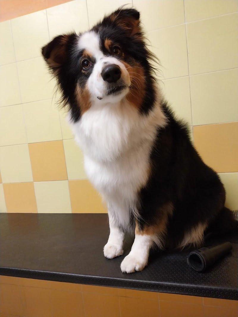 Pelo Matto Di Montebelli Marco - Foto 2