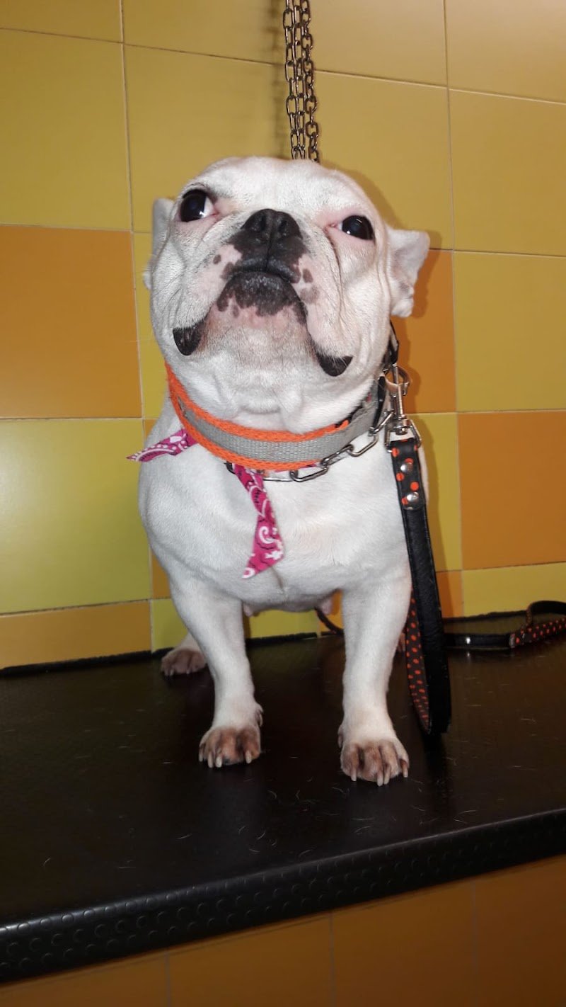 Pelo Matto Di Montebelli Marco - Foto 3