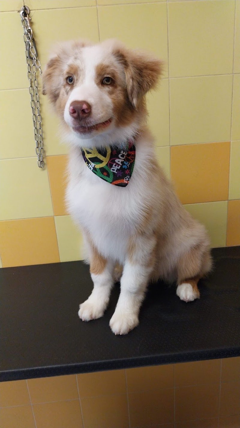 Pelo Matto Di Montebelli Marco - Foto 4