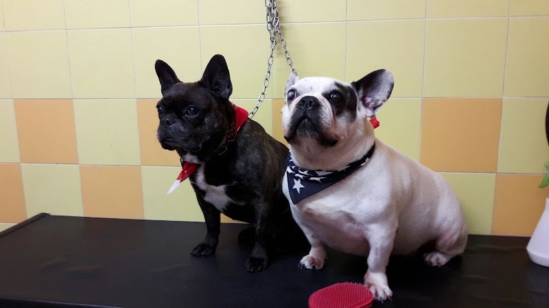 Pelo Matto Di Montebelli Marco - Foto 5