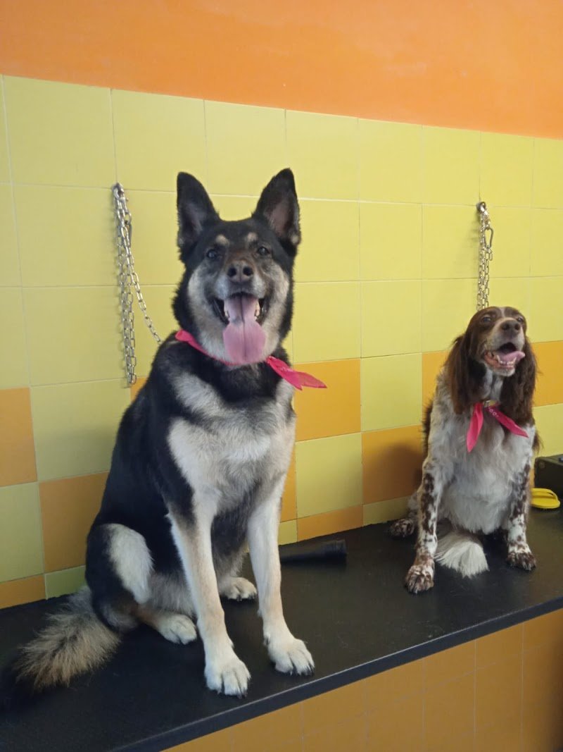 Pelo Matto Di Montebelli Marco - Foto 6