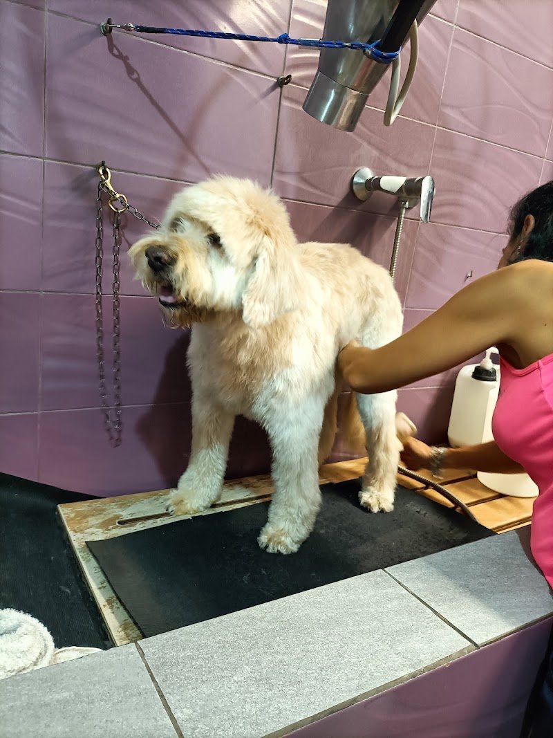 Pelo Matto Toelettatura - Foto 1