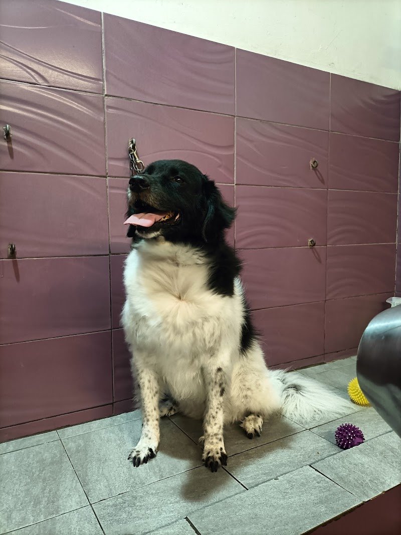 Pelo Matto Toelettatura - Foto 2