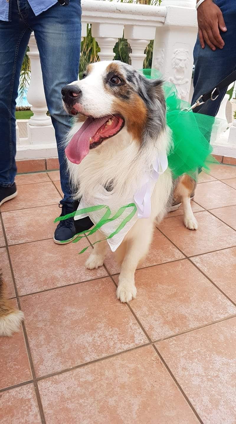 Pelo Matto Toelettatura - Foto 3