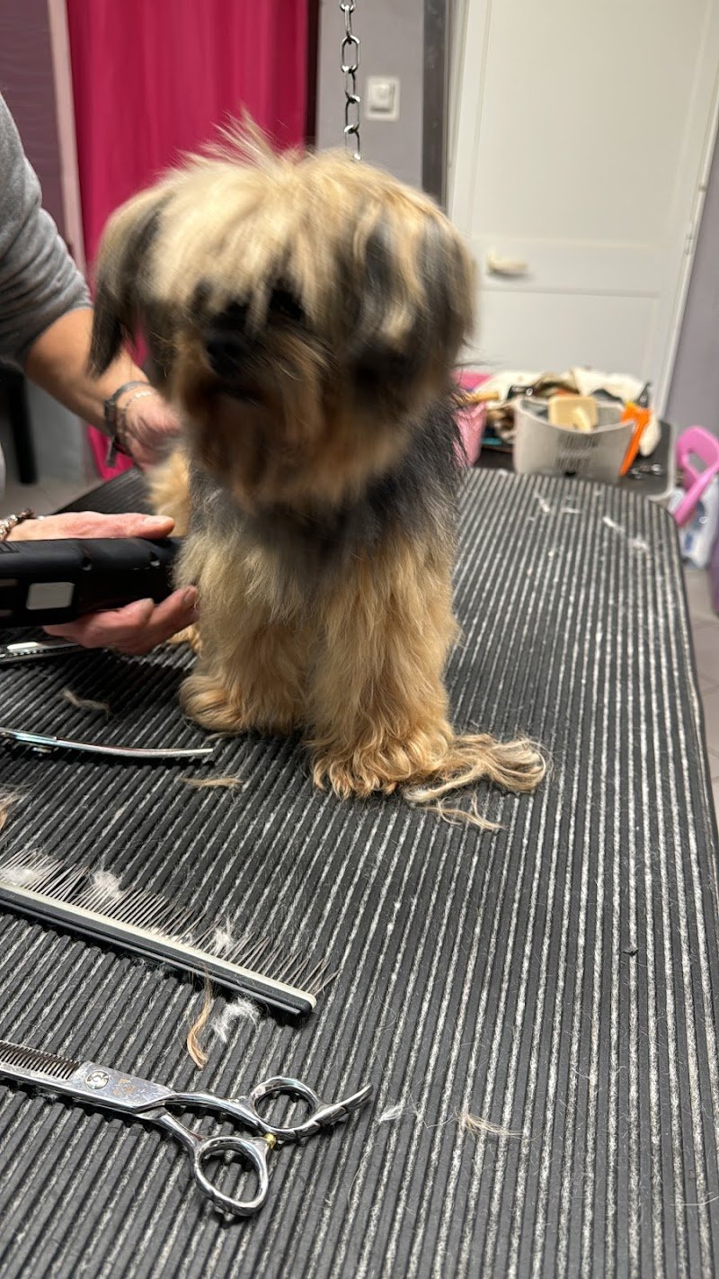 Pelo Matto Toelettatura - Foto 5