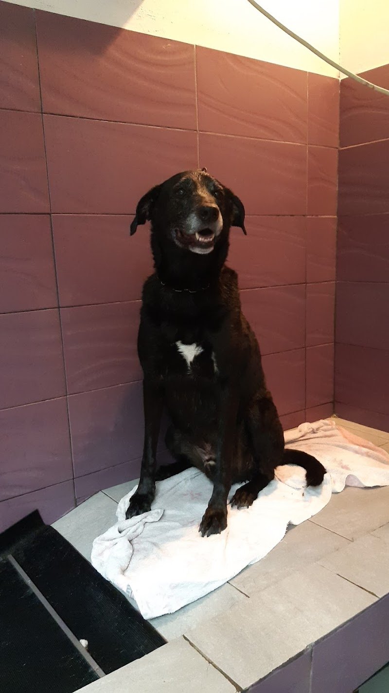 Pelo Matto Toelettatura - Foto 6