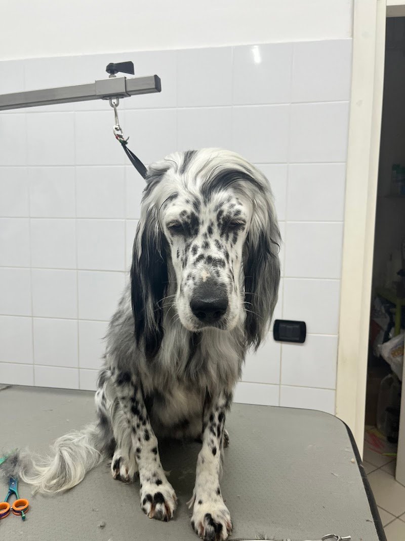 Pelo Pelo - Nutrition | Toelettatura | Store - Foto 2