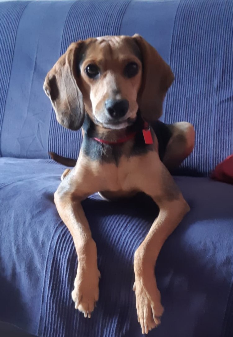 Pelo Pelo - Nutrition | Toelettatura | Store - Foto 5