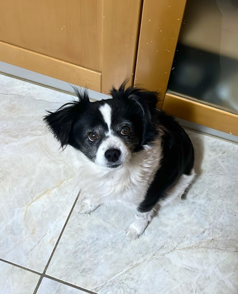 Pelo Pelo - Nutrition | Toelettatura | Store - Foto 6