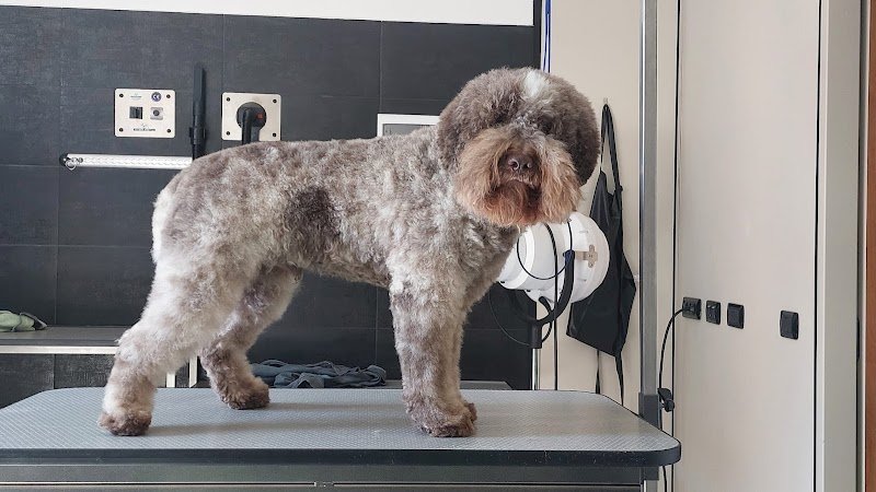 Pelo Ribelle Toelettatura - Foto 1