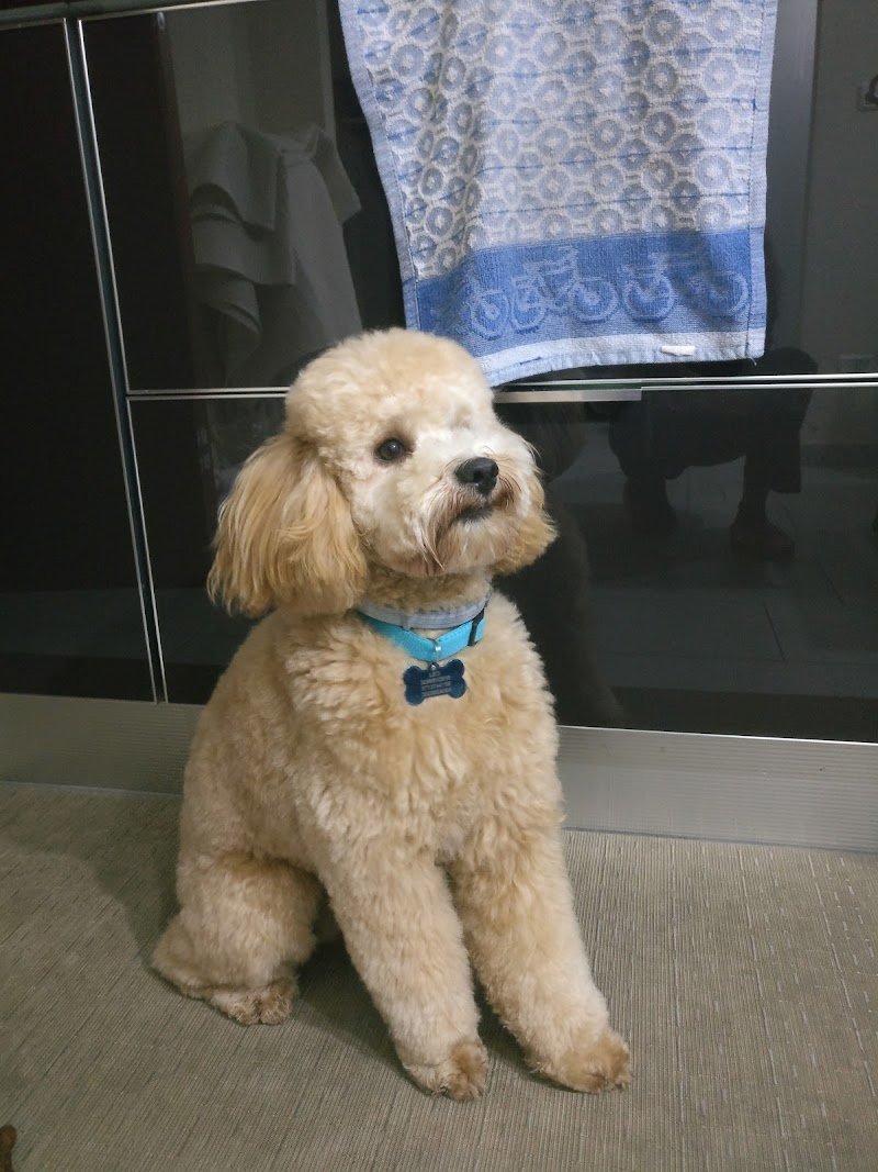 Pelomagia 2 di Toffali Emanuela - Foto 4