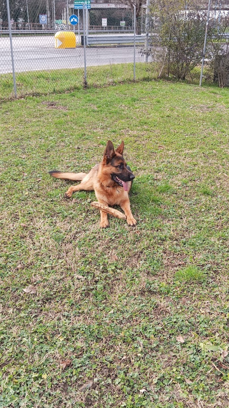 Pelomatto - Toelettatura Cani e Gatti - Foto 1