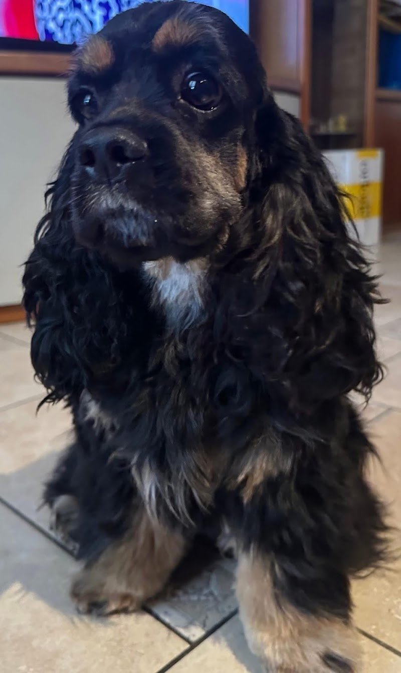 Pelomatto - Toelettatura Cani e Gatti - Foto 2