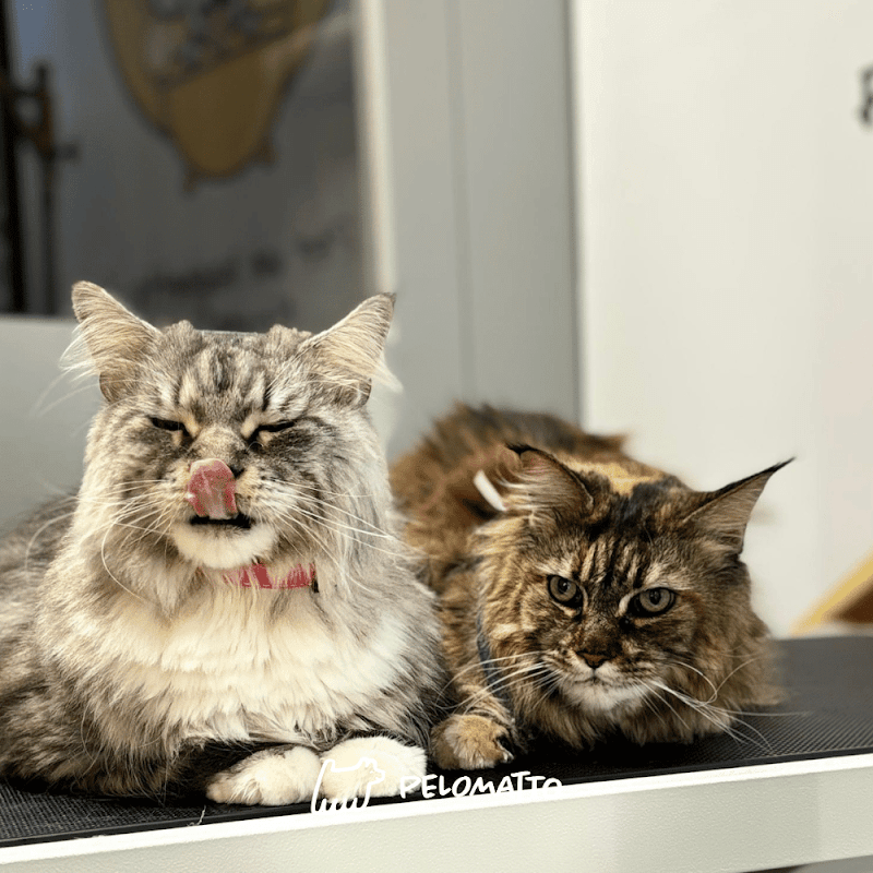 Pelomatto - Toelettatura Cani e Gatti - Foto 1