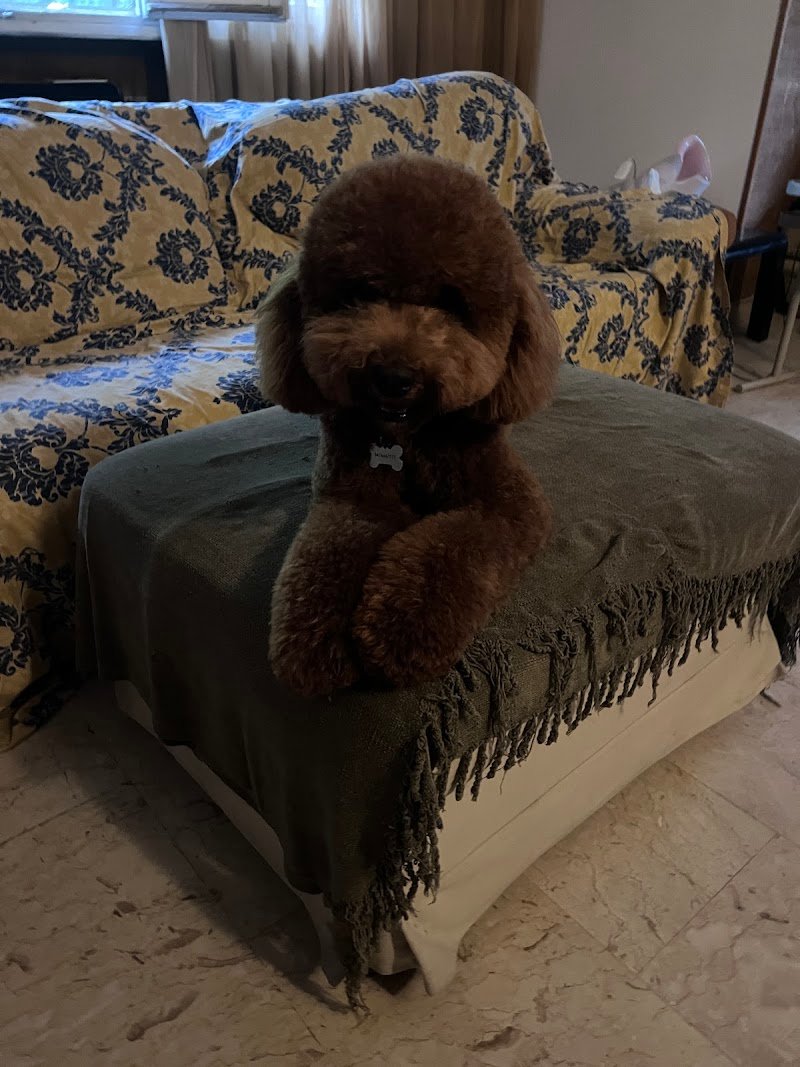 Pelomatto - Toelettatura Cani e Gatti - Foto 3