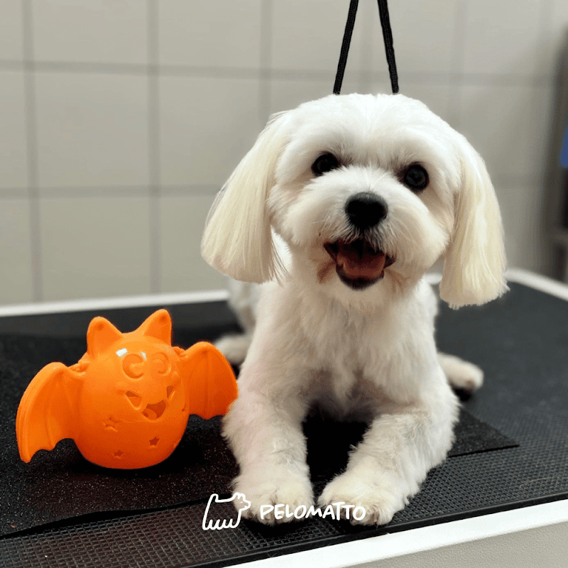 Pelomatto - Toelettatura Cani e Gatti - Foto 4