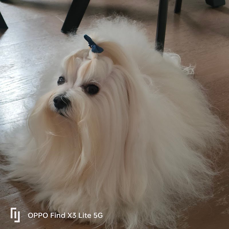 Pelomatto - Toelettatura Cani e Gatti - Foto 5