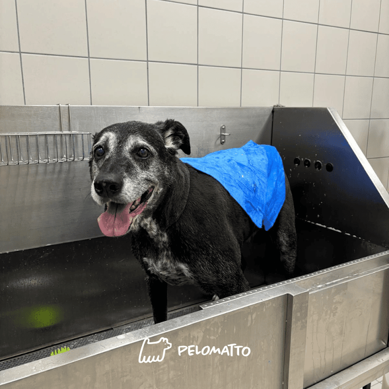 Pelomatto - Toelettatura Cani e Gatti - Foto 6