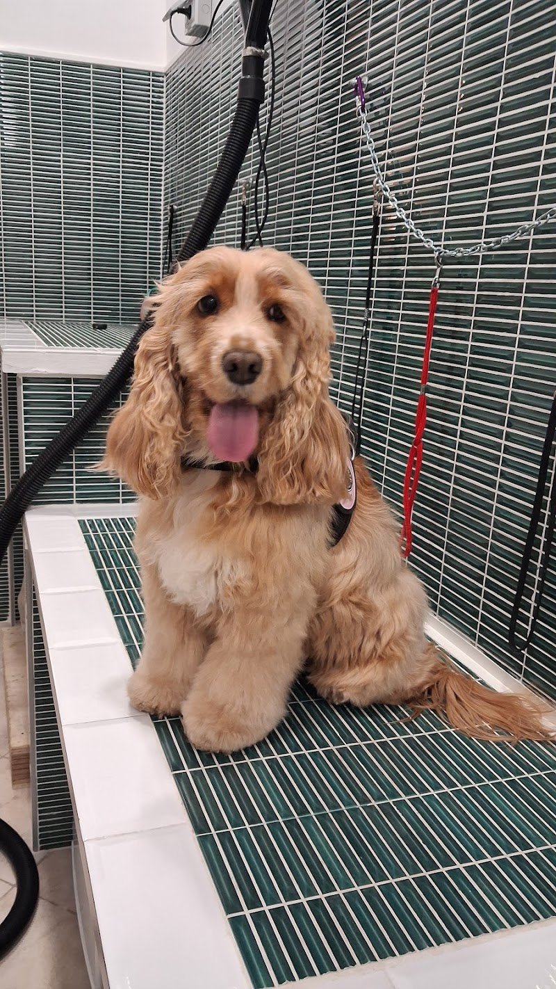 Pelosetti- toelettatura e spa - Foto 2