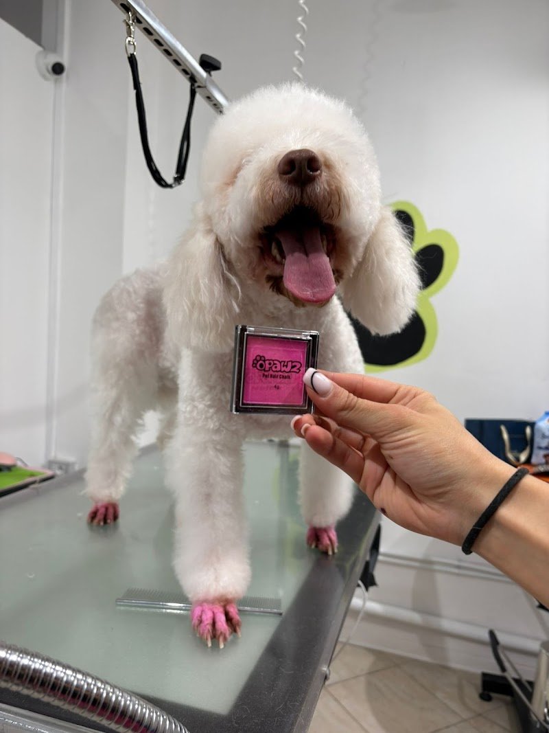 Pelosetti- toelettatura e spa - Foto 5