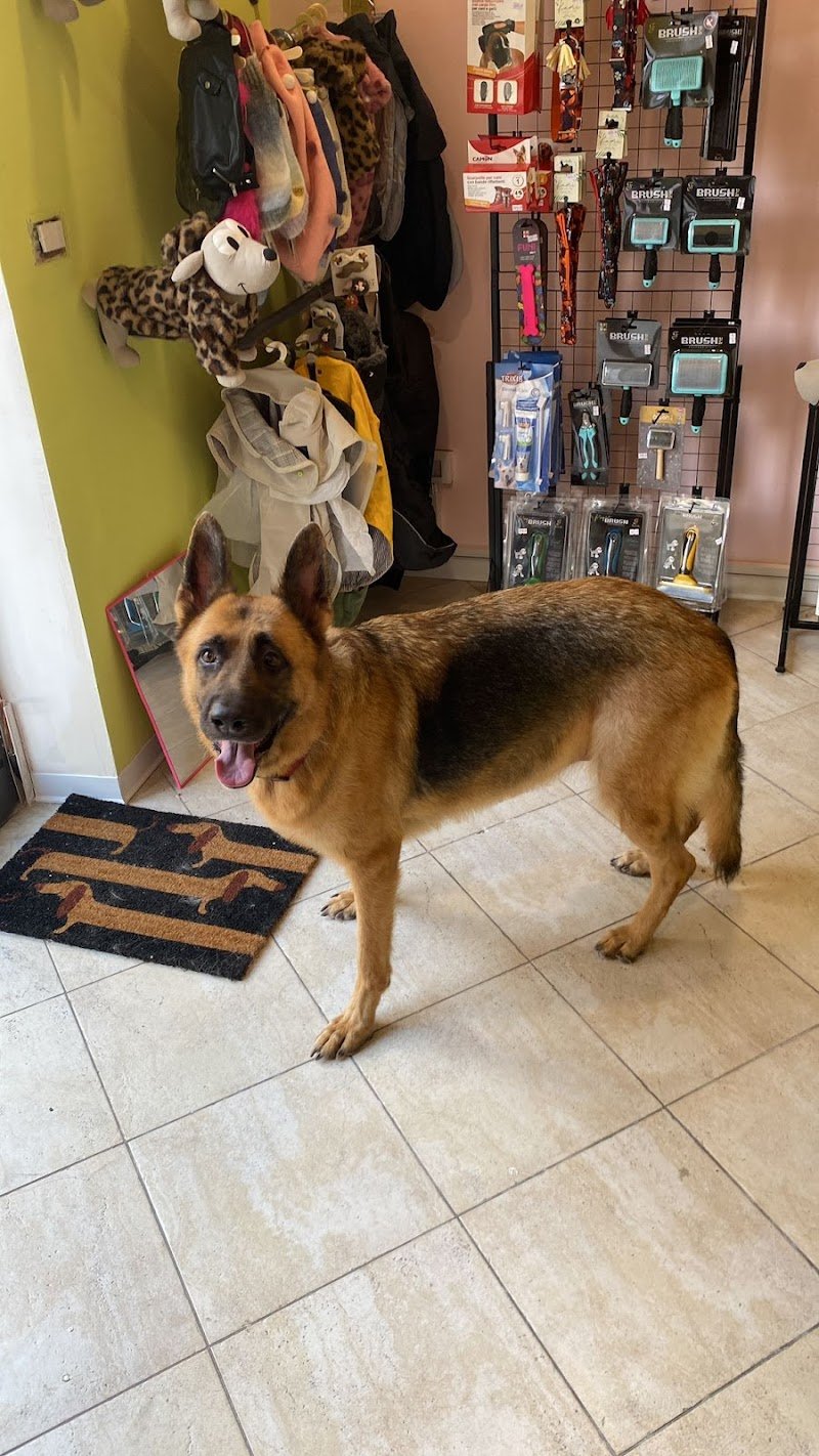 Pelosetti- toelettatura e spa - Foto 6