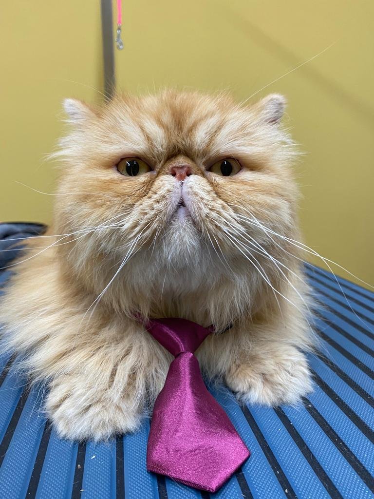 Pelosi ad hoc - Foto 1