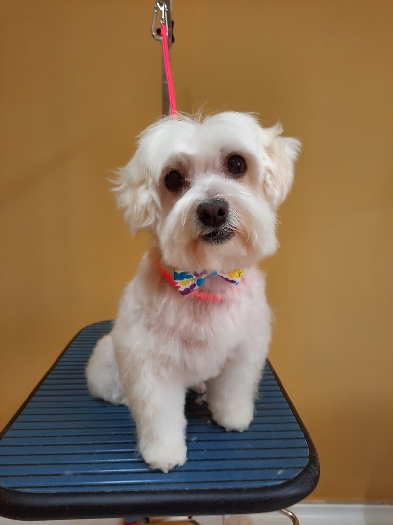 Pelosi ad hoc - Foto 2