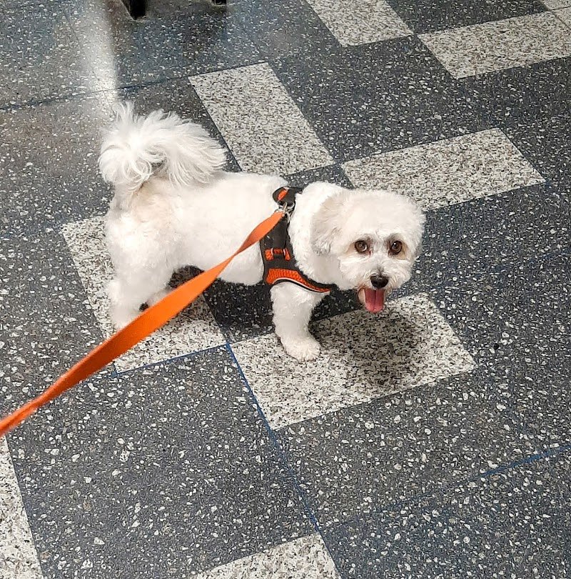 Pelosi e Contenti - Foto 1