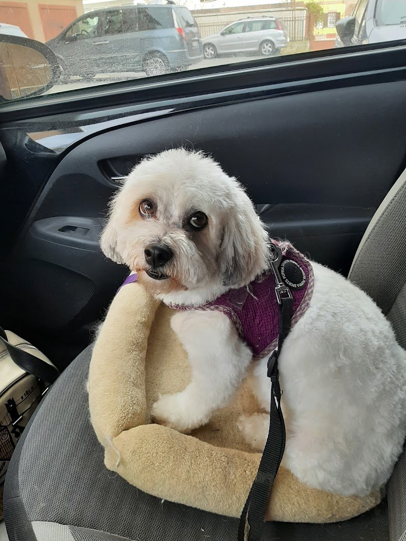 Pelosi e Contenti - Foto 3