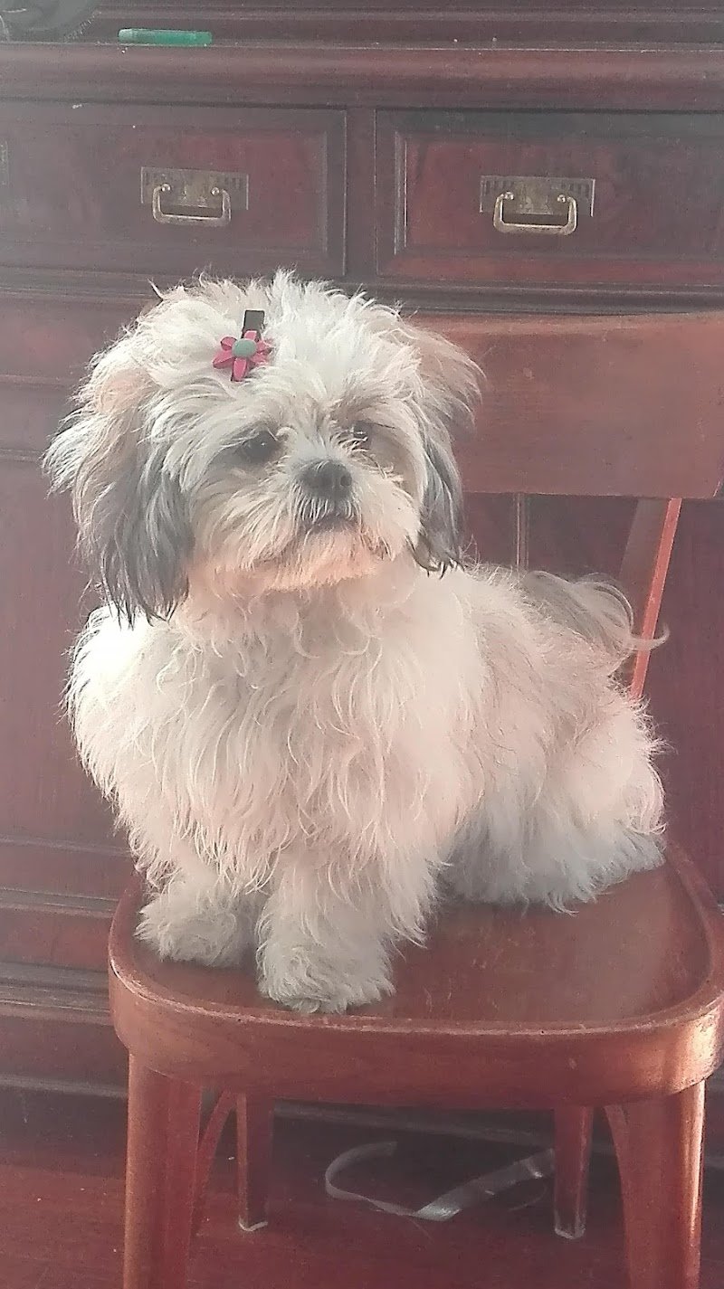 Pelosi e Contenti - Foto 4