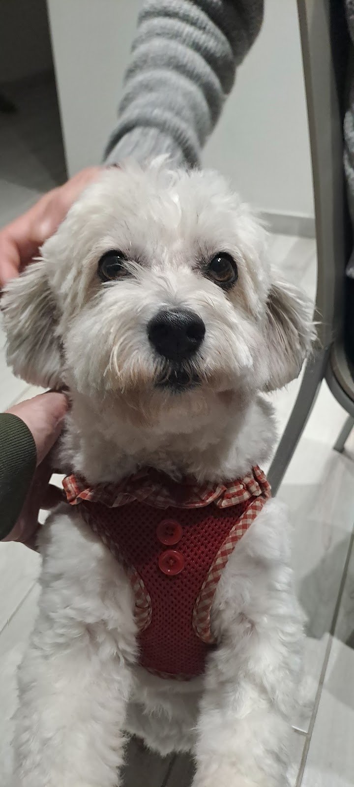 Pelosi e Contenti - Foto 5