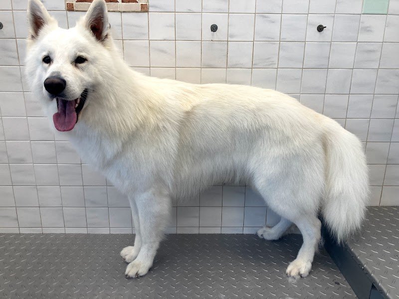 Pelosi e Contenti | Toelettatura Vicenza - Foto 3