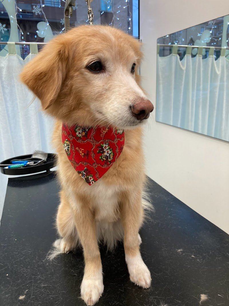 Pelosi e Contenti | Toelettatura Vicenza - Foto 4