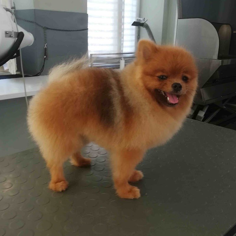 "Pelosi e Vanitosi"Tolettatura- cani e gatti - Foto 5