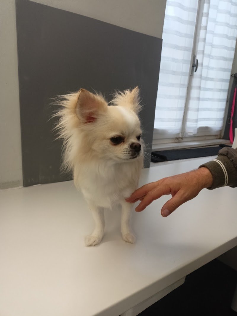 "Pelosi e Vanitosi"Tolettatura- cani e gatti - Foto 6