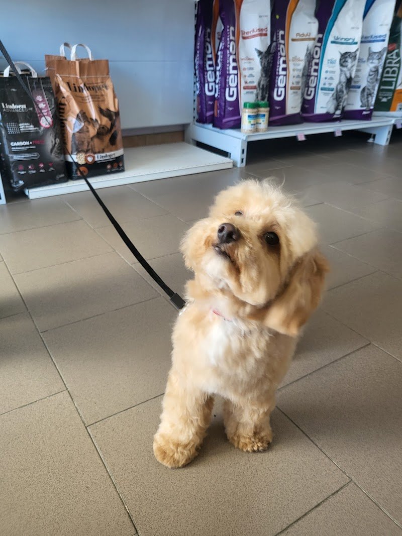 Pelosi ma non troppo - Foto 2