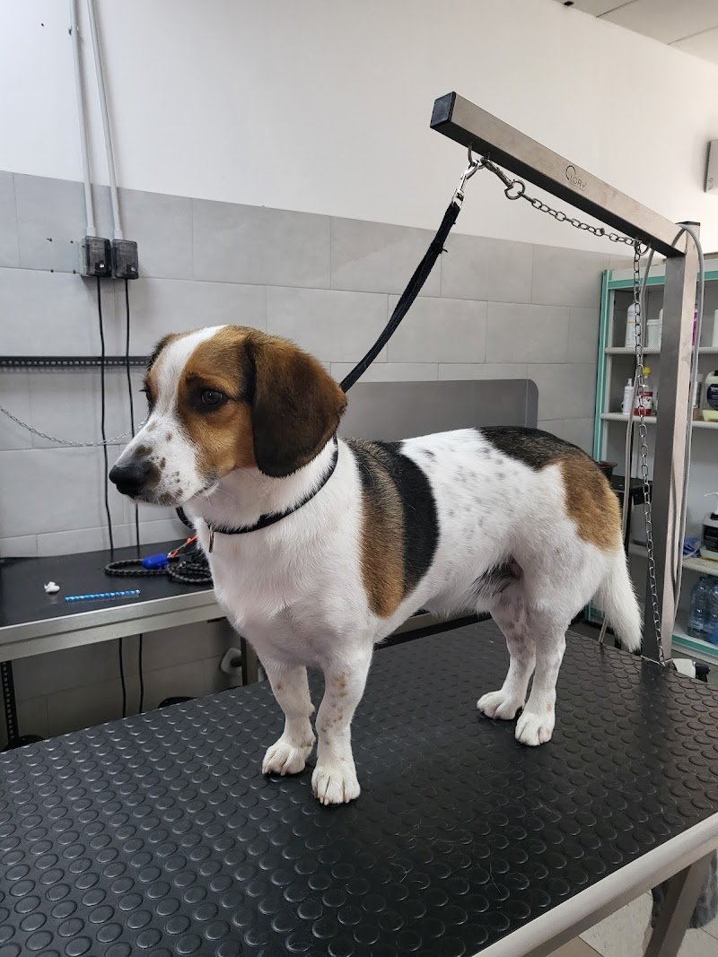 Pelosi ma non troppo - Foto 6