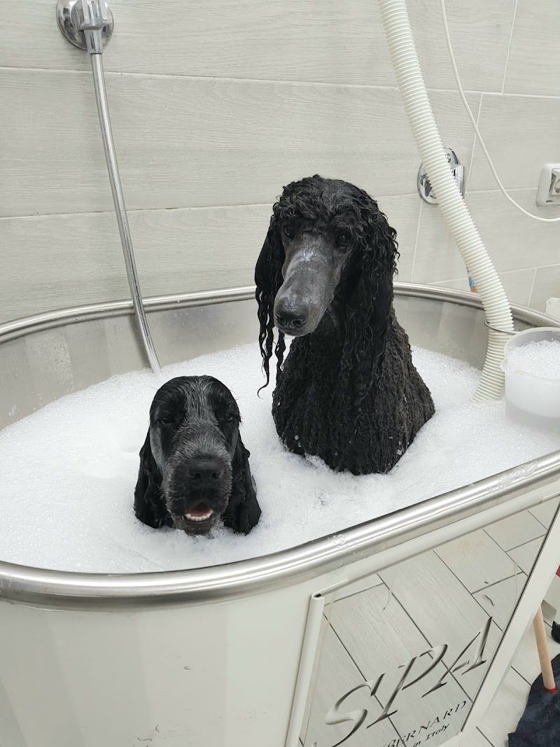 Pelosi Puliti - Foto 1