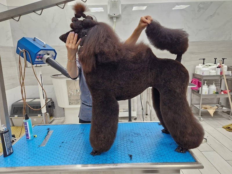 Pelosi Puliti - Foto 3