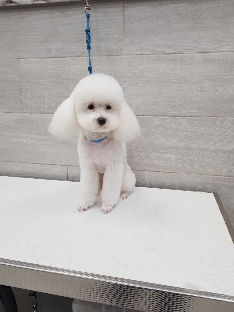 Pelosi Puliti - Foto 4