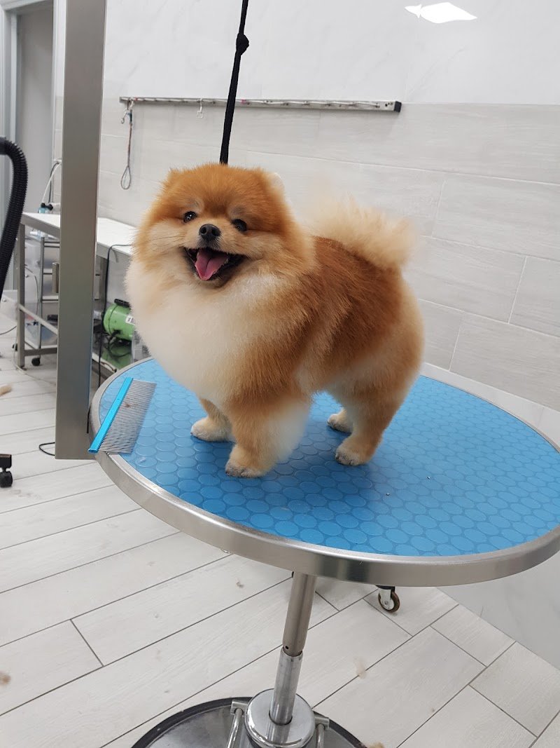 Pelosi Puliti - Foto 2