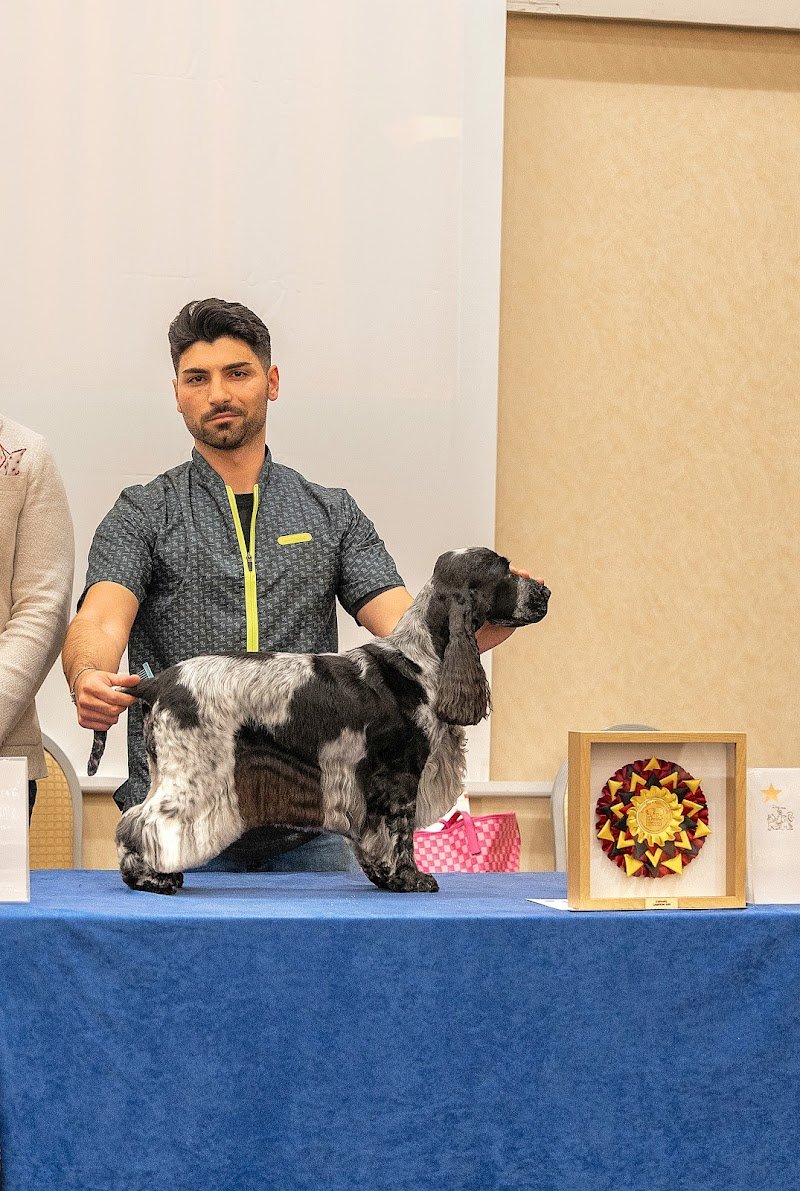 Pelosi Puliti - Foto 5