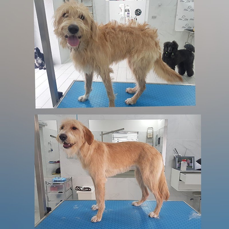 Pelosi Puliti - Foto 6